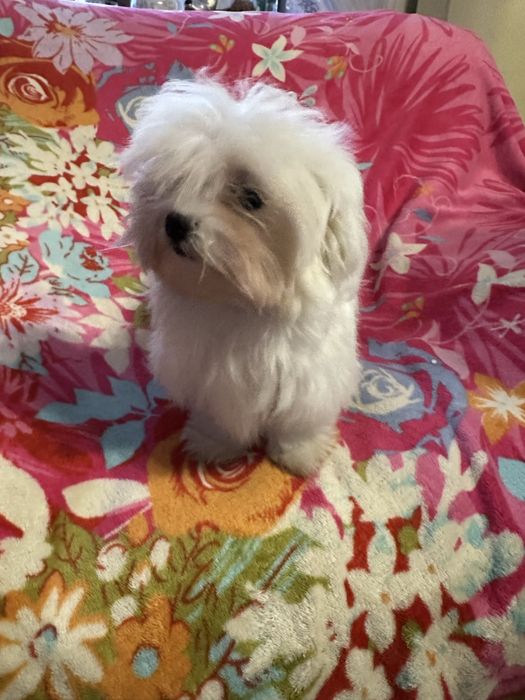 Maltańczyk piesek  miniaturka