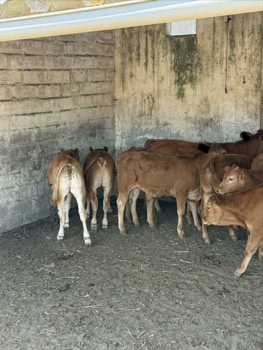 5 vitelas limousines
