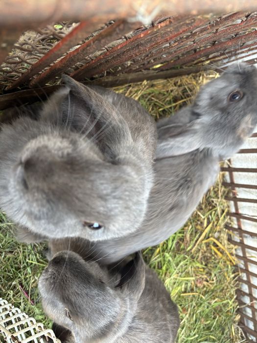 króliki baran francuski