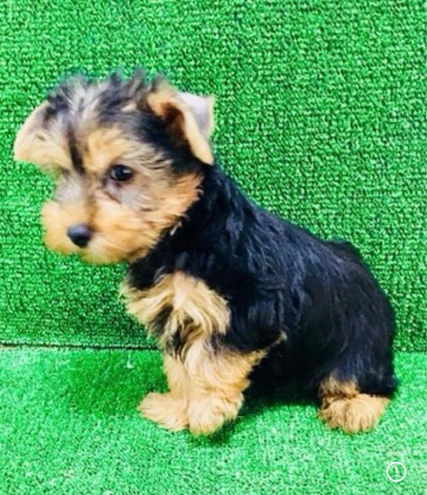 Yorkshire terrier. menino