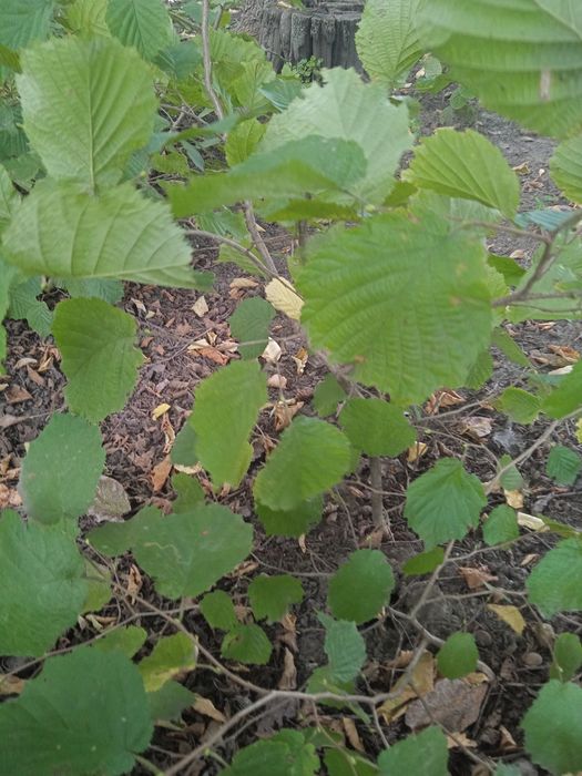 Фундук краснолистный,большие саженцы