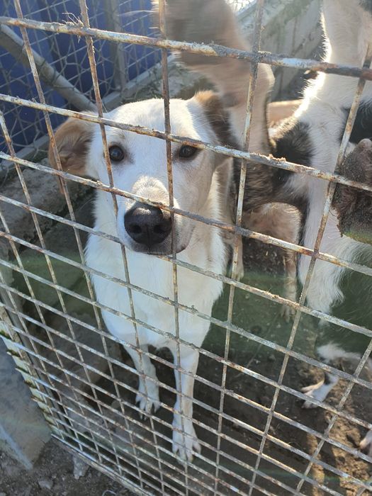 Vito- cachorro de porte médio para adoção