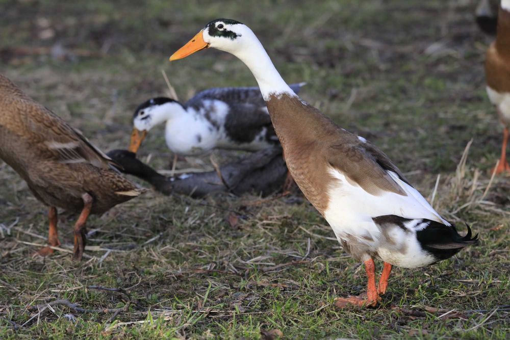 Biegusy indyjskie - JAJA LĘGOWE - z najbardziej kolorowego stada