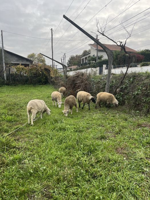 Cabras anas e ovelhas