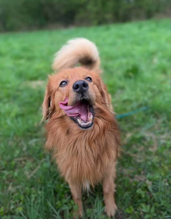 Pies do adopcji - Codi