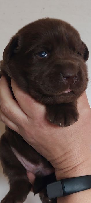 Labrador Retriever Rezerwacja PIES