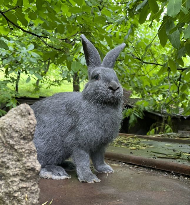 Кролики породи віденський блакитний