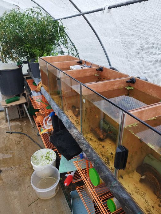 Vendo peixes Guppys e platys