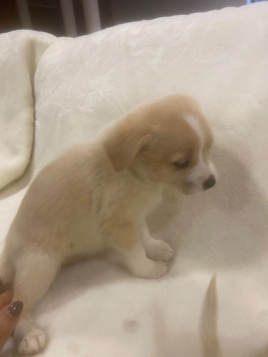 Cãezinhos para adoção