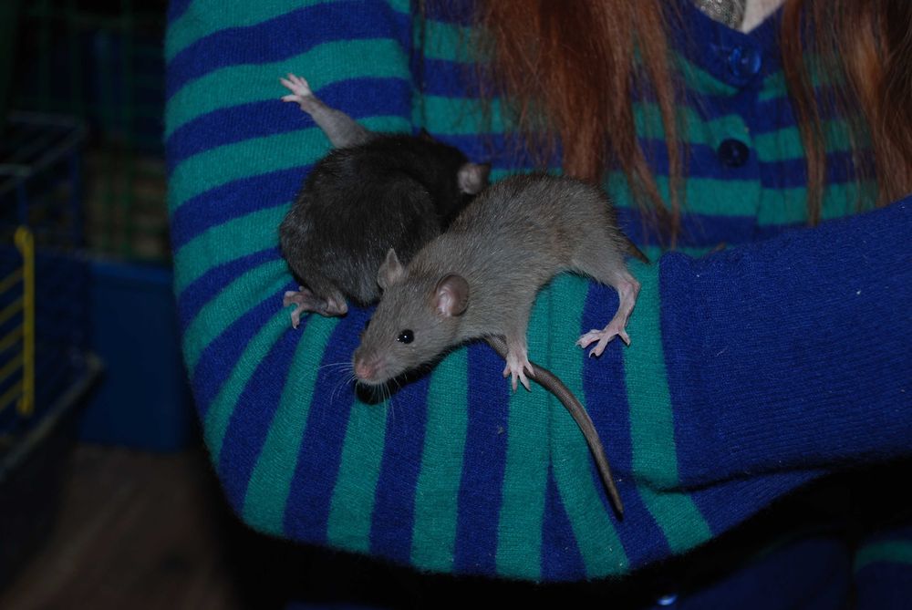 Щуренятка щурики, домашня декоративна криска дамбо та укомплект клітки