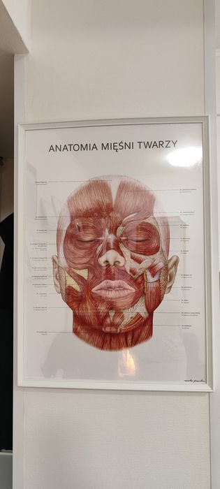 Anatomia mięśni twarzy plakat obraz Marty Pawelec