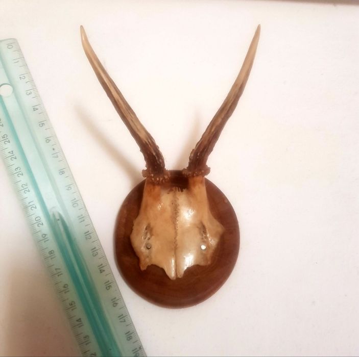 Настенные Рога Разных Диких Животных