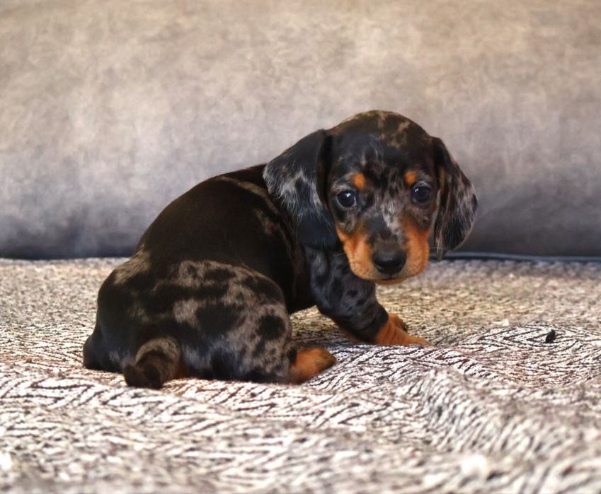 Teckel macho miniatura  black merle