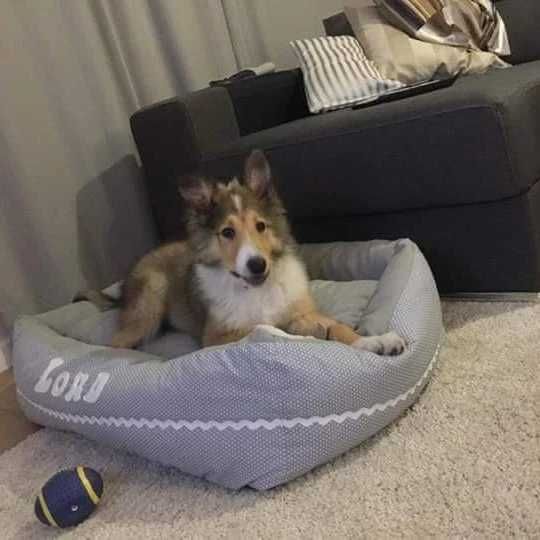 Camas,ninhos e acessórios