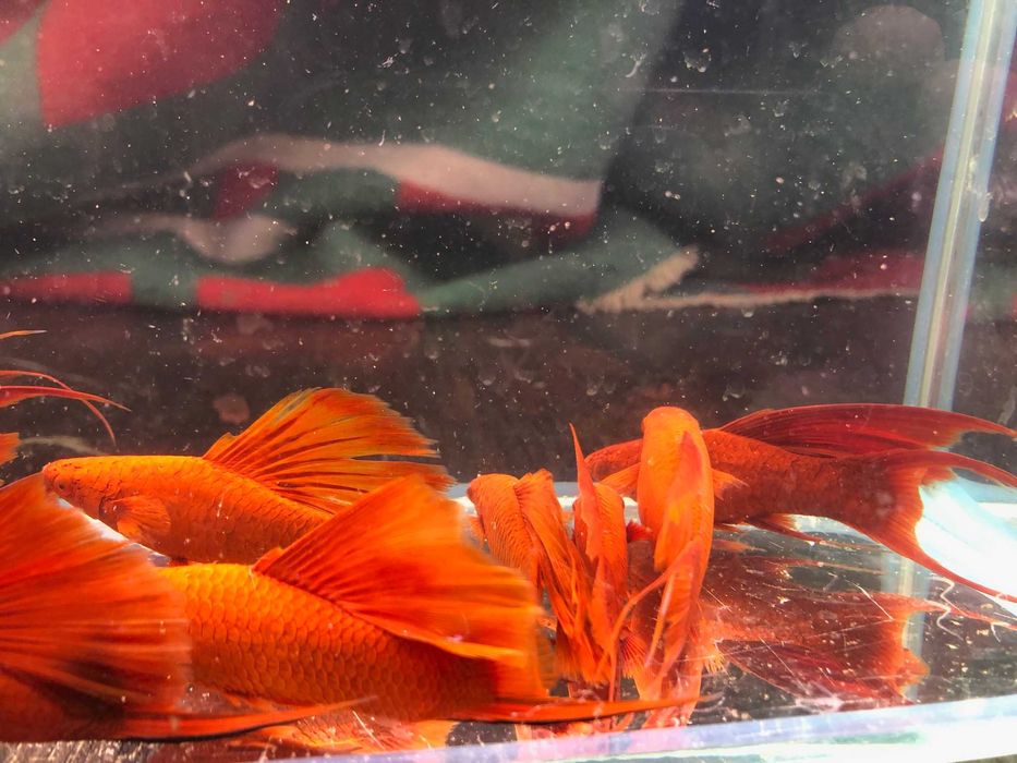 Mieczyk czerwony duże