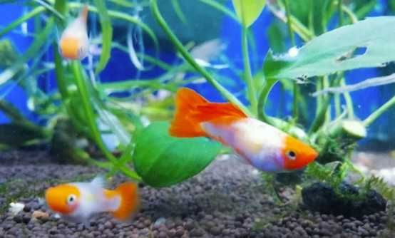 Гуппі червона кої