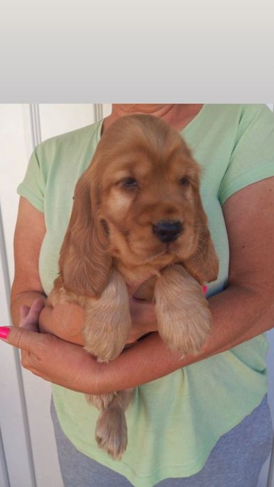 Cocker dourada macho meses