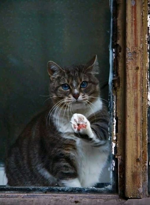 Прийму в дар речі, розмір м