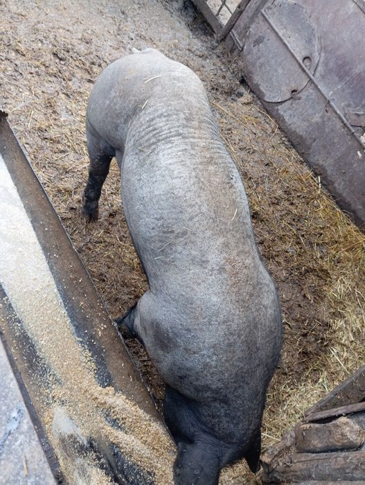 Свинина живым весом