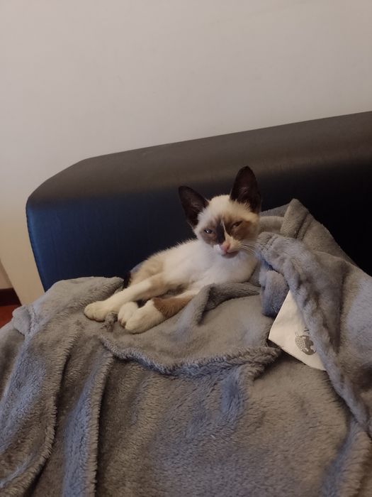 Dá-se gatinho para adoção responsável