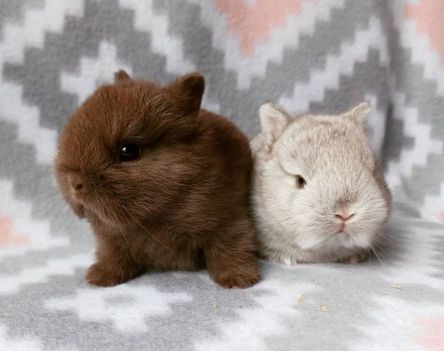 Coelhos anões bebés + gaiola nova + alimentação adequada