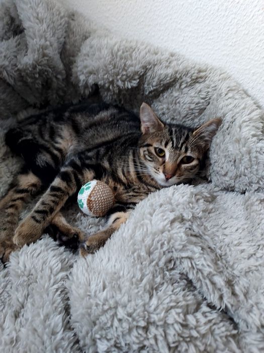 Gatinha esterilizada para adoção