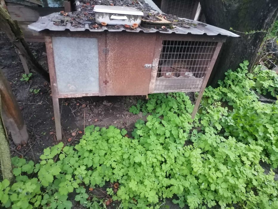 Клітки для кролів залізні