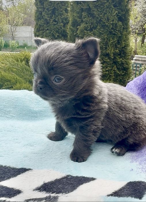 Міні дівчинка чіхуахуа