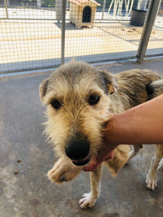 Tom - cão jovem para adoção