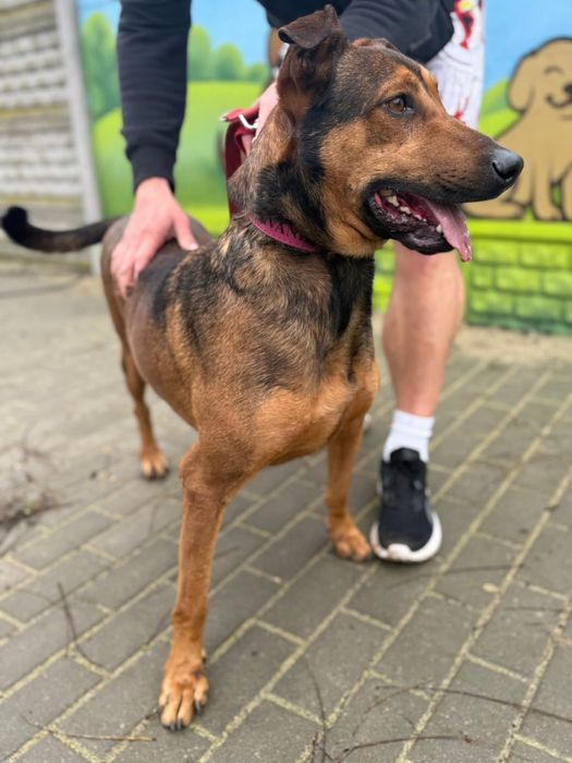 Malinois mix – sportowy, oddany pies gotowy na nowe życie