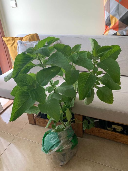 Planta Boldo em vaso - Plectranthus barbatus