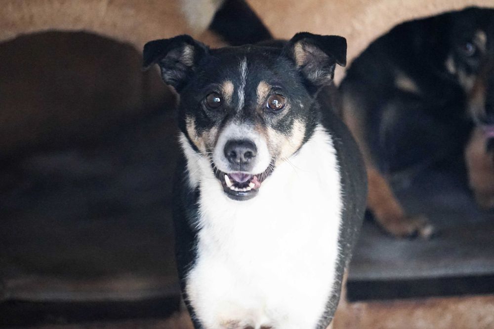 HIBON  niewielki psiak prosi o dom