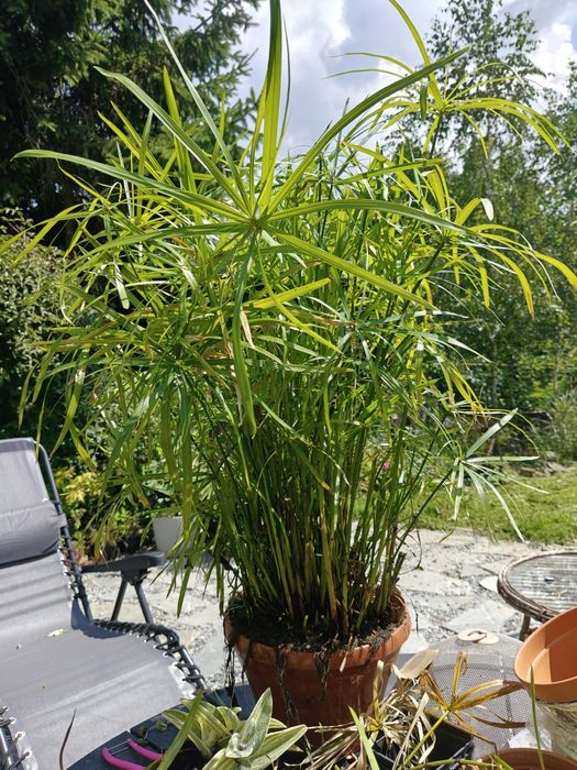 Sprzedam papirus cibora