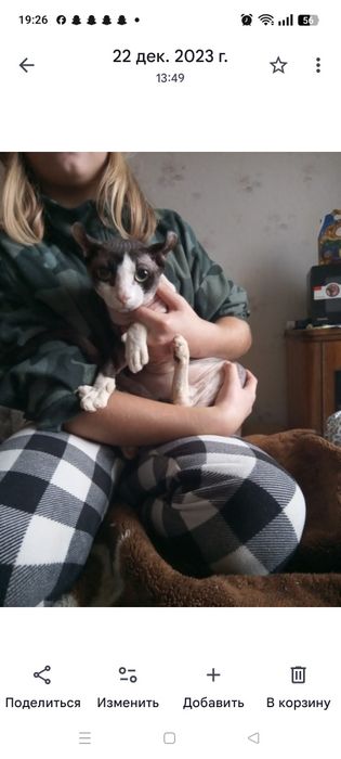 Продам кота Эльф