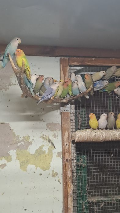 Nierozłączki czerwonoczelne  2025 rok