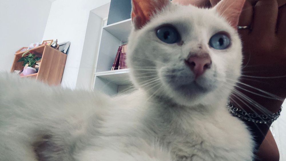 Gatinha para adopção