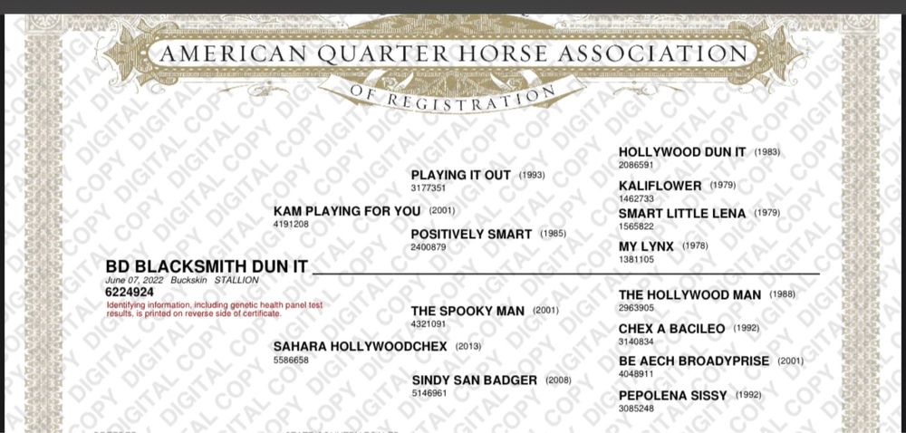 Ogier AQH 3 lata reining