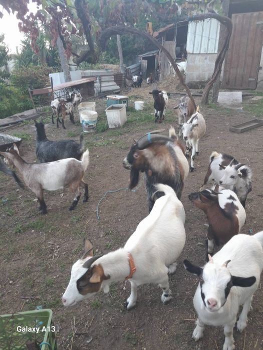 Cabras cabritos ovelhas e borregos para venda