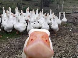 Продам гусей та качок живцем