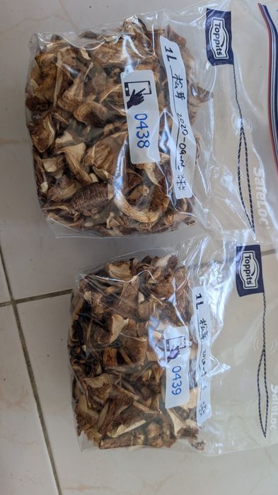Matsutake (松茸), Tricholoma matsutake, cogumelo micorrízico