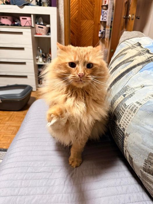 Котик шукає сімью