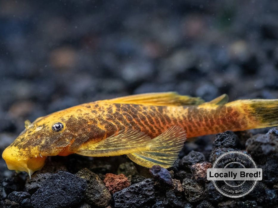 Bristlenose Pleco (Ancistrus spp.)
