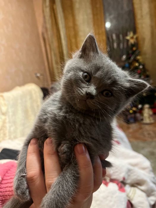 Шотландські кошенята