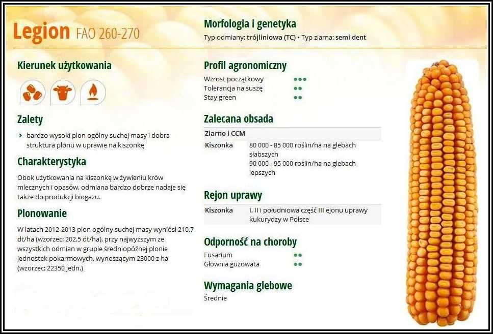 Kukurydza LEGION - Sprawdzona Wierna Odmiana Nasiona Kukurydzy Smolice