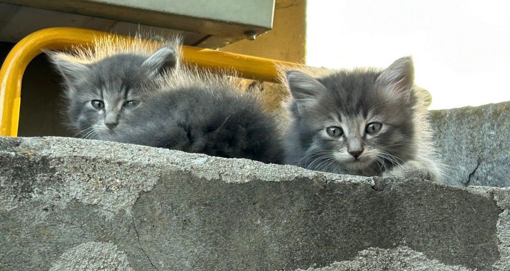 2 кошенят (хлопці) (безкоштовно)