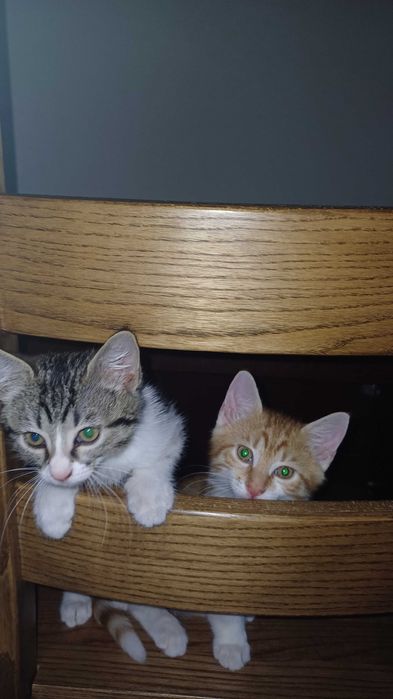 Котята-верные друзья!