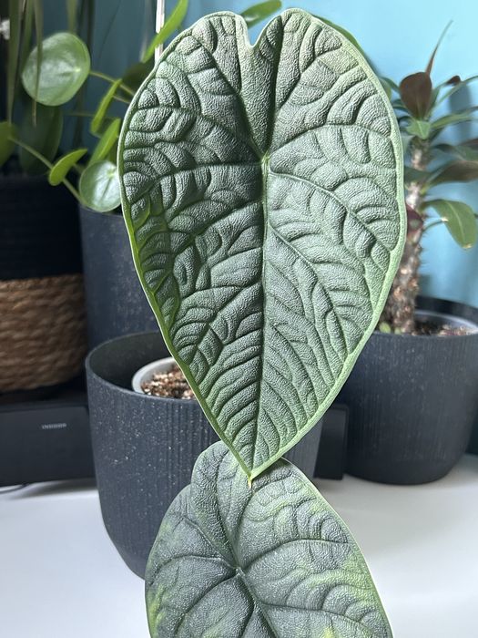 Alokazja melo nie chce u mnie rosnąć