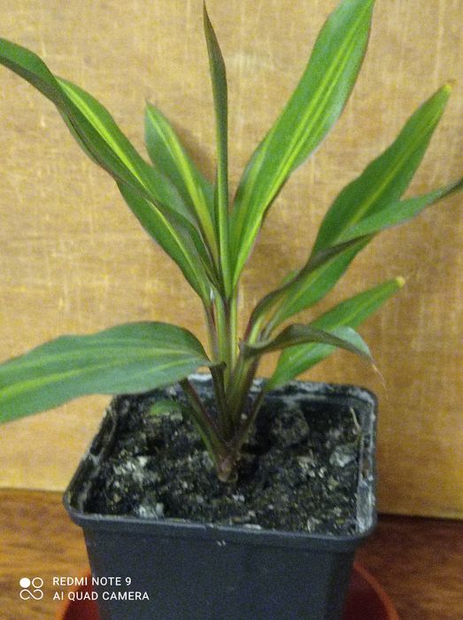 Корделіна Ківі.          .