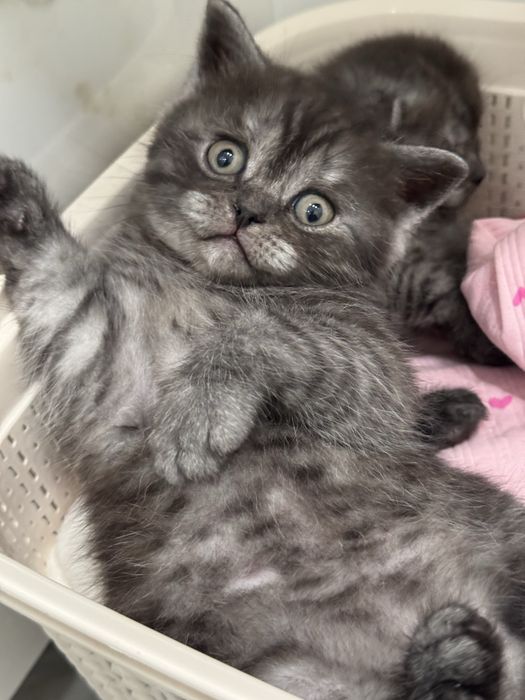 Новорічні шотландці