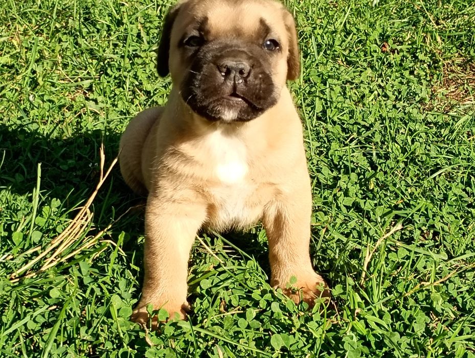 Cane Corso -biszkoptowy chłopiec  mocnej budowy